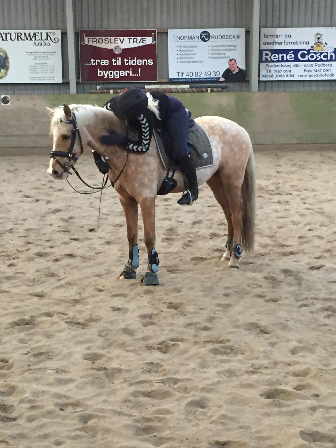 Palomino Vestervangs betterøv billede 33