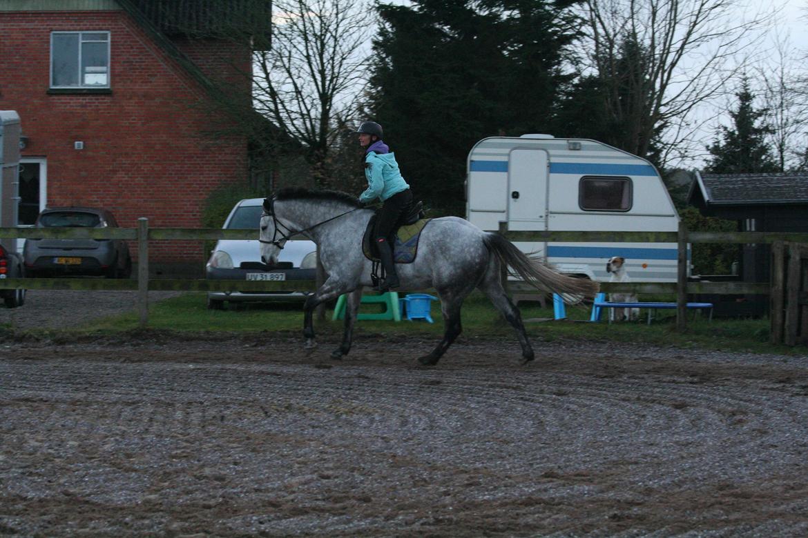 Dansk Varmblod Lotus Esprit W *SOLGT* - Undervisning, der tages hul på bane galoppen efter nogle måneder uden, defor let sæde :) billede 3