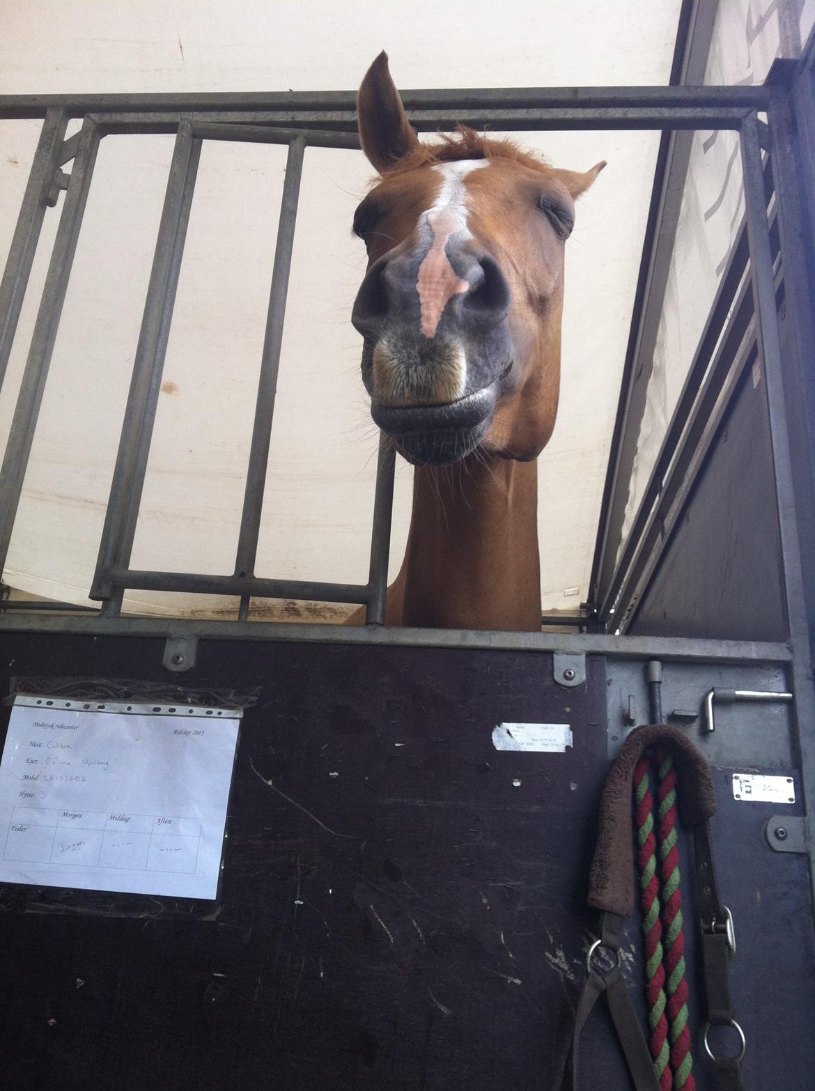 Anden særlig race Calibra - My one and only <3 - Blink Blink*  billede 6