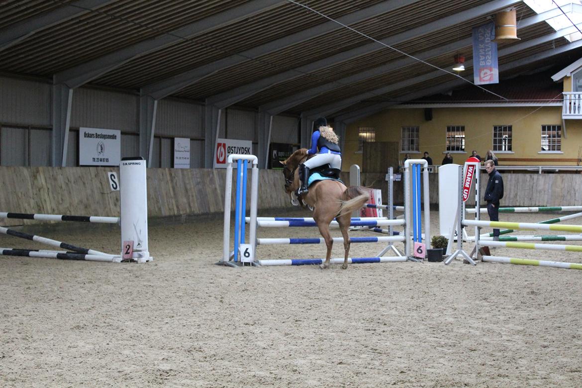 Anden særlig race Calibra - My one and only <3 - LC efter en pause fra den klasse <3 stjerne-pony! billede 18