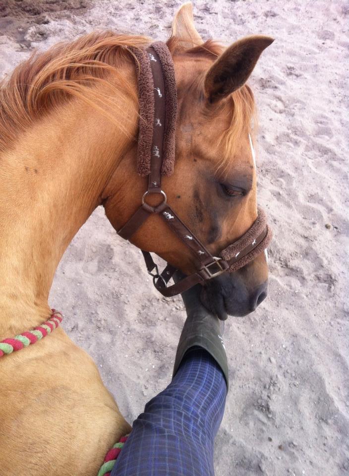 Anden særlig race Calibra - My one and only <3 - My baby boy <3 billede 16