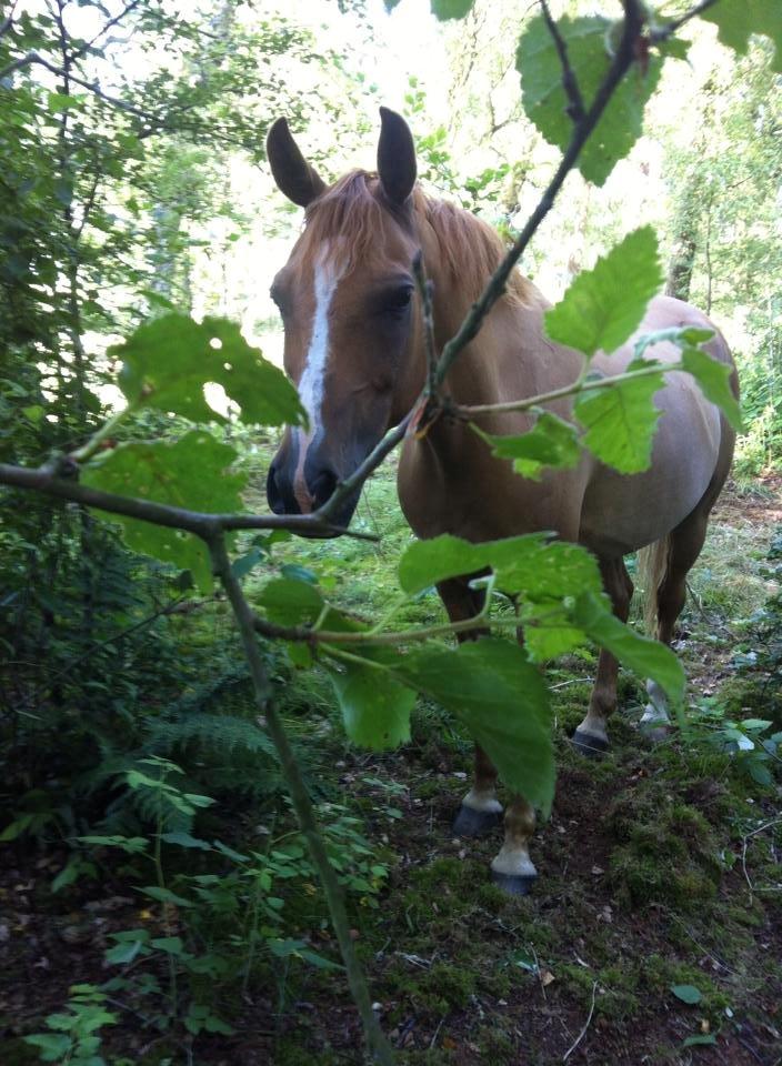 Anden særlig race Calibra - My one and only <3 - A deep friendship is like a rainbow. When the right amount of tears and laughter are mixed together, then a colorful bridge that joins hearts is formed. billede 12