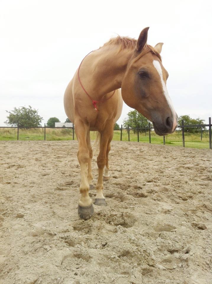 Anden særlig race Calibra - My one and only <3 - Jordarbejde og cordeo-ridning <3 Basse - der findes ingen som dig! <3 billede 19