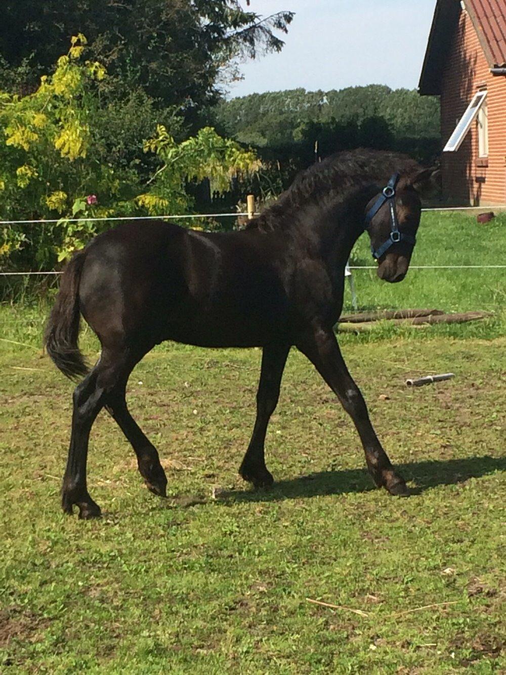 Frieser Vallentino De Chanel billede 1