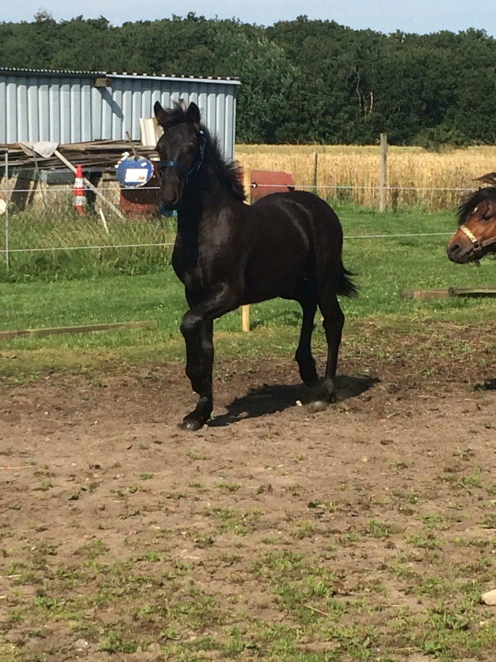 Frieser Vallentino De Chanel billede 2