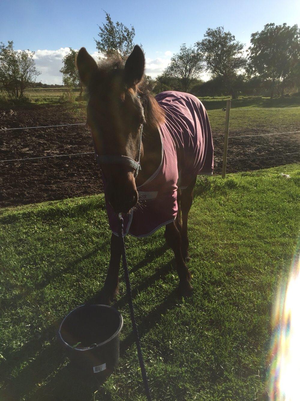 Frieser Vallentino De Chanel billede 4