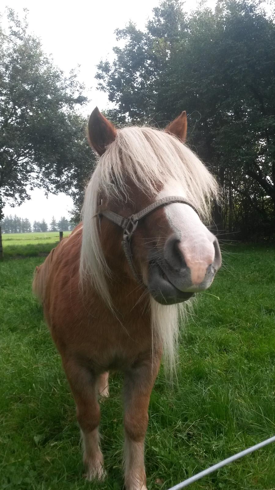 Shetlænder Krabbes sally billede 3