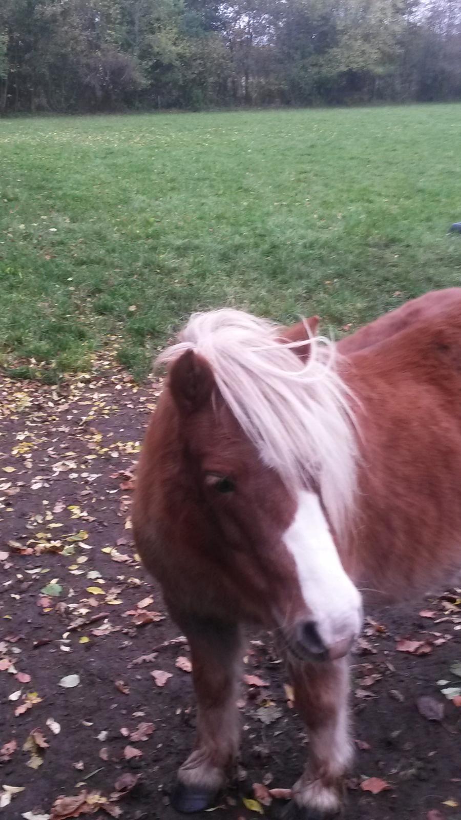 Shetlænder Krabbes sally billede 5