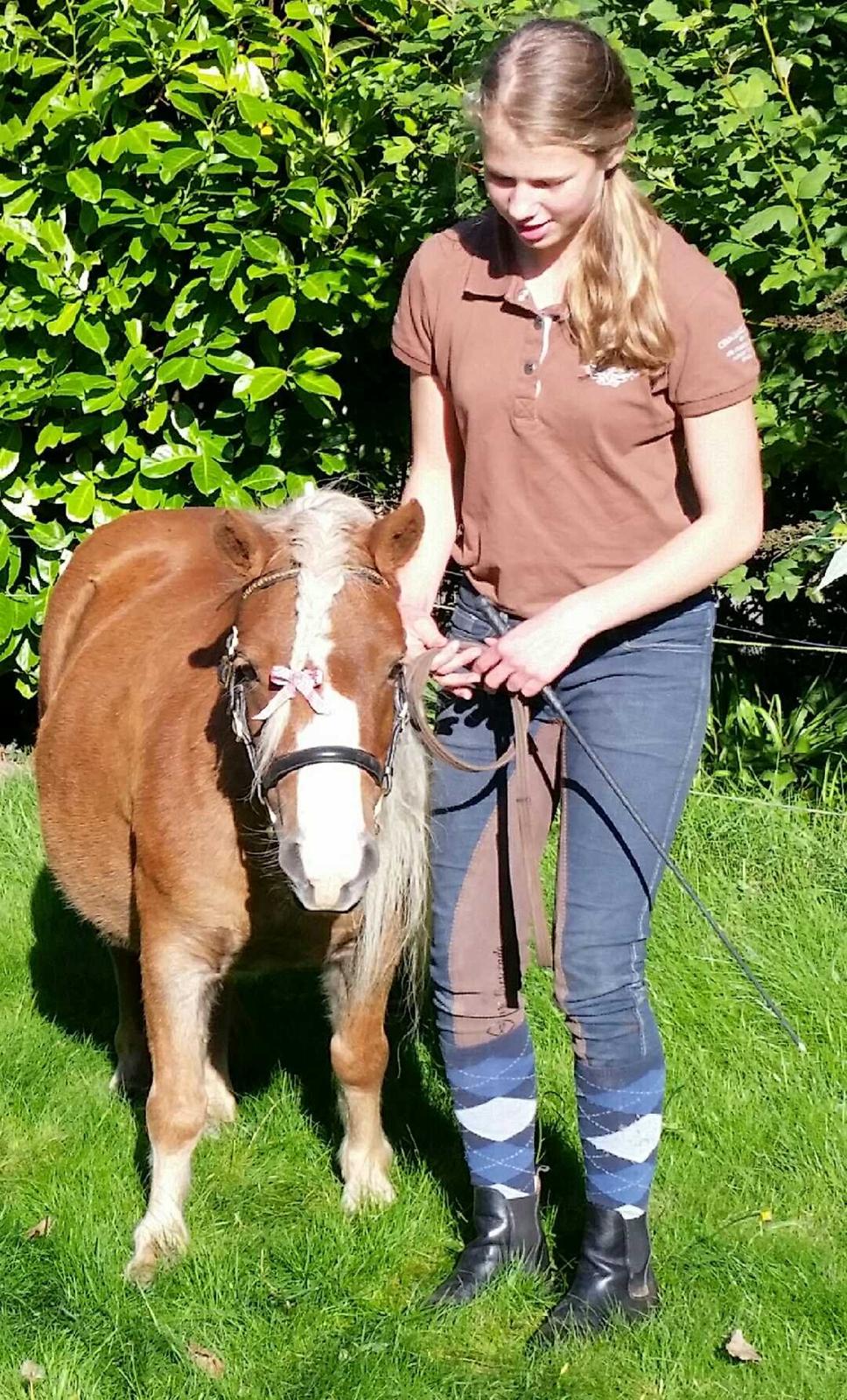 Shetlænder Krabbes sally billede 9