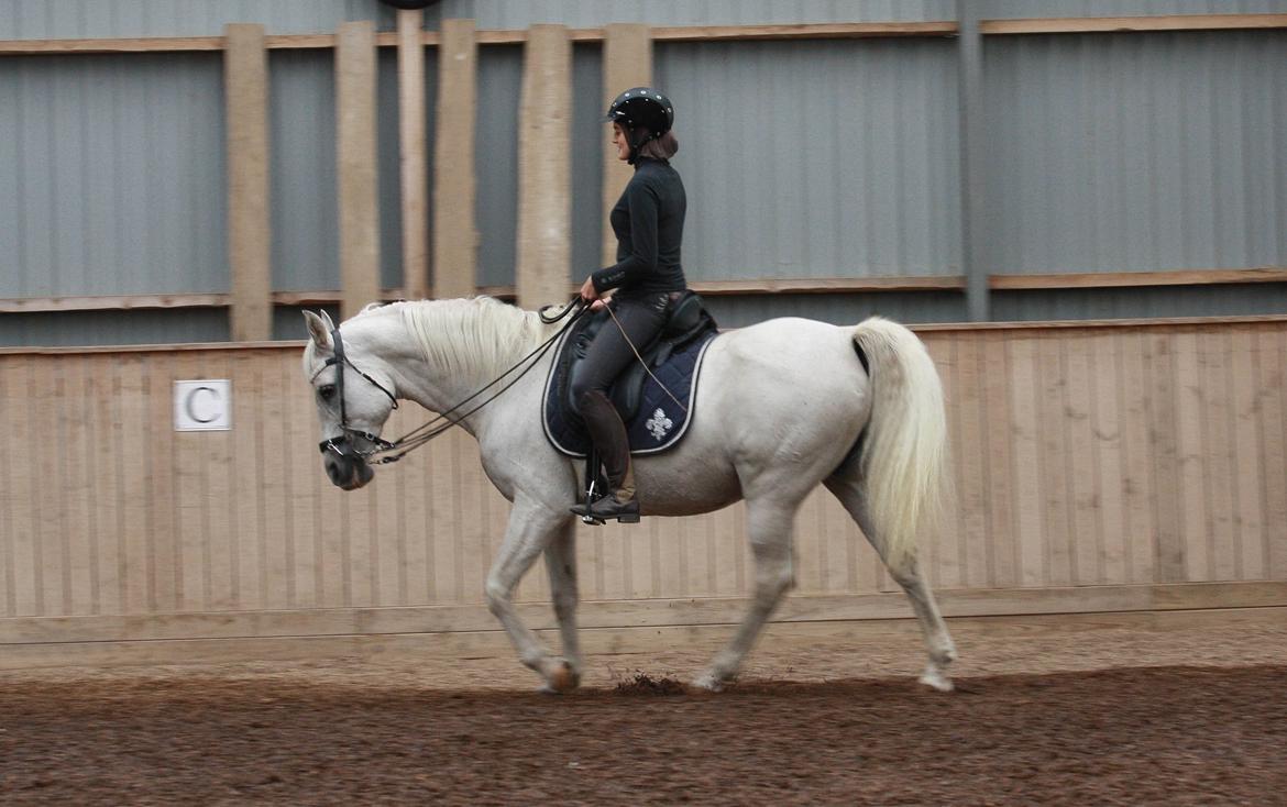 Shagya Araber (SH) Seagal Bajar billede 8