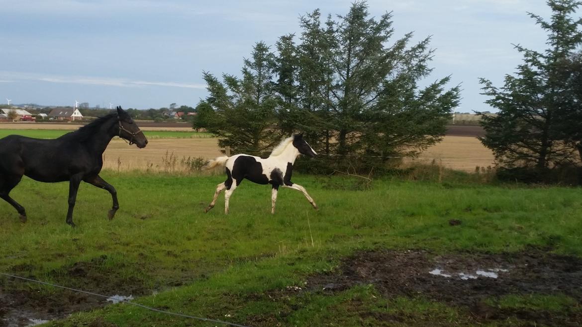 Anden særlig race Penetino JB billede 4