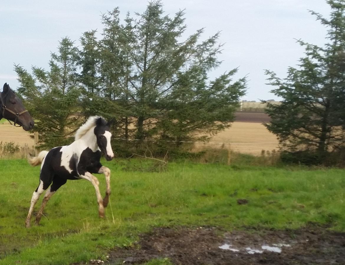Anden særlig race Penetino JB billede 5