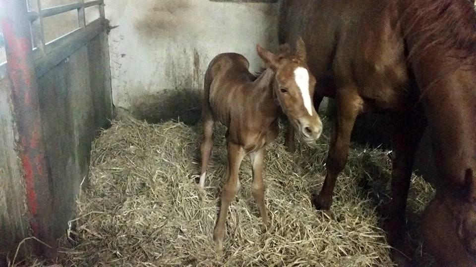 Dansk Varmblod Wakira jb billede 1