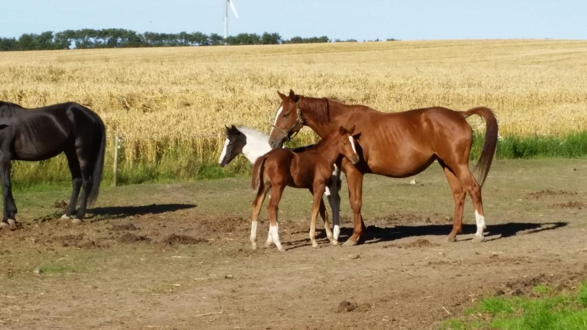 Dansk Varmblod Wakira jb billede 4