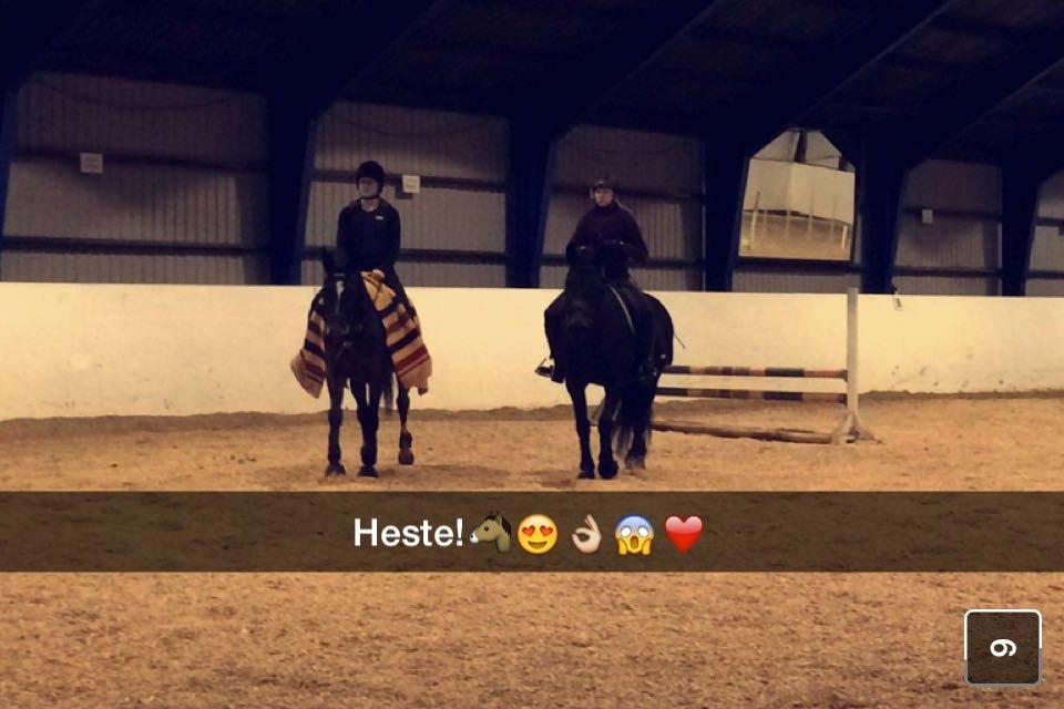 Dansk Varmblod Midor (Mulle) - Tronsøskolen i Grindsted<3 billede 17