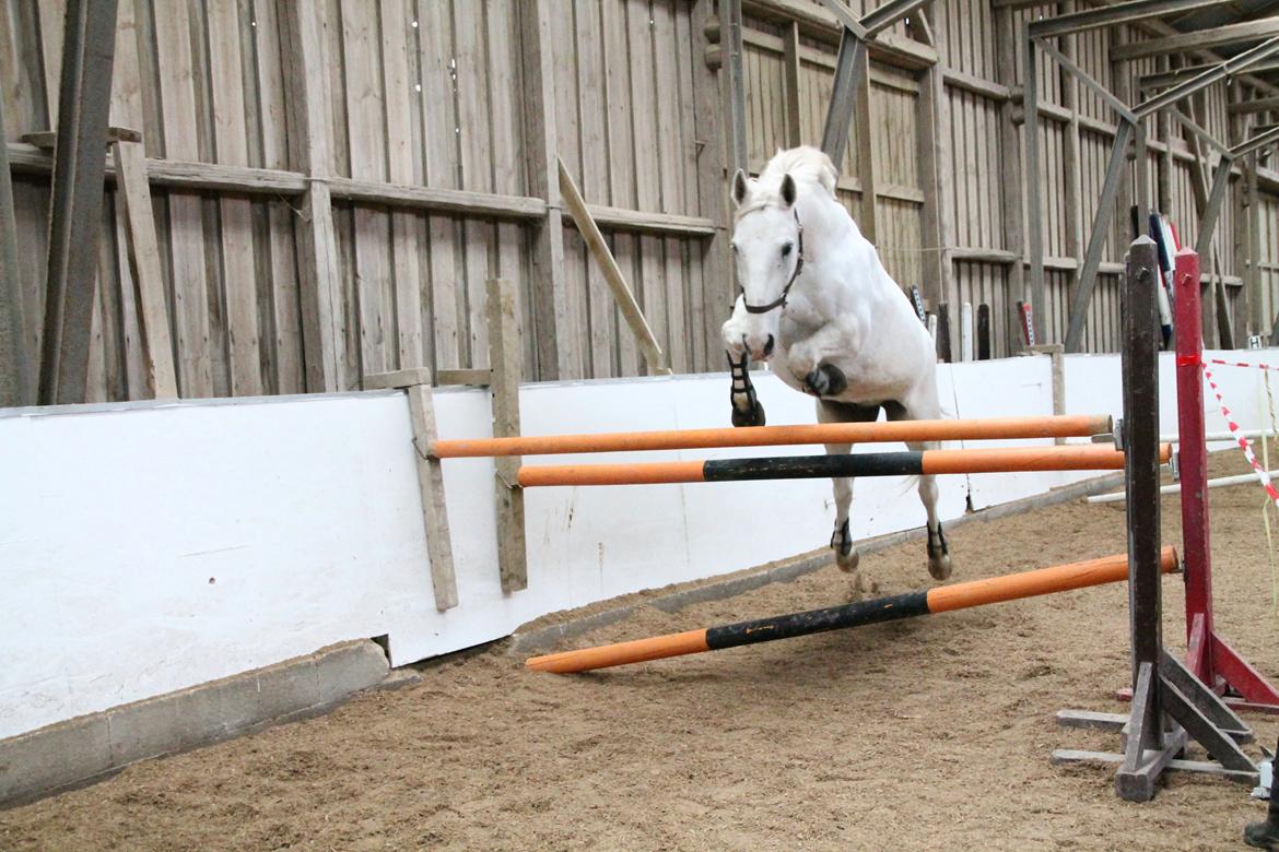 Hollandsk Varmblod Hedley's Boy - Løsspringningskonkurrence 2. palds på 1.07 Foto: Josehpine  billede 19