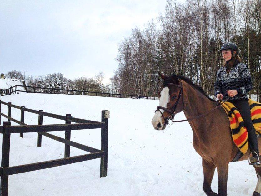 Dansk Varmblod Karisma Kildemark billede 12