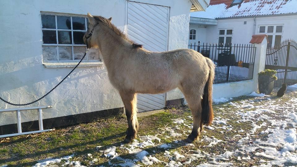 Islænder Isafold fra Troldebo billede 14