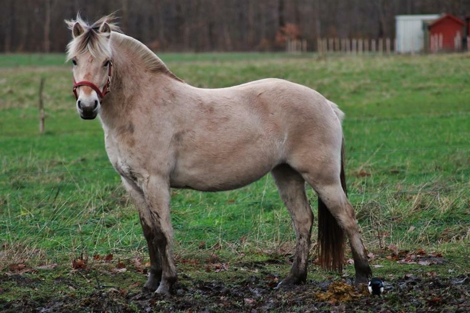Fjordhest Hjorthøj's Tro billede 15