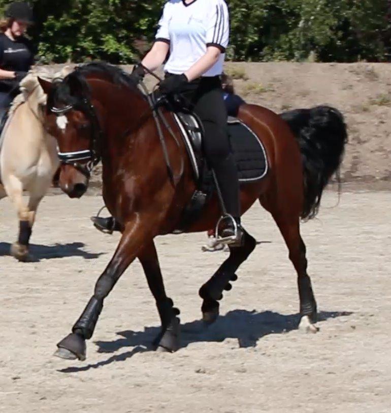 DSP Bæklunds Camikka billede 1