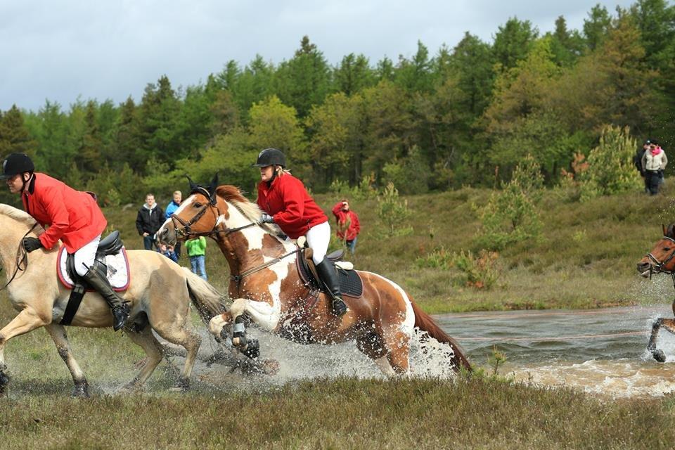 Pinto Stendalen's Haida - Jagt - Kompedal 2015 billede 16