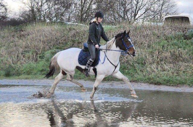 Pinto Randrupmølles Grace Kelly billede 2