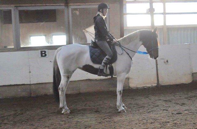 Pinto Randrupmølles Grace Kelly billede 3