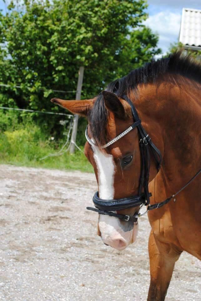 Dansk Varmblod Glavendruplunds compaja billede 16