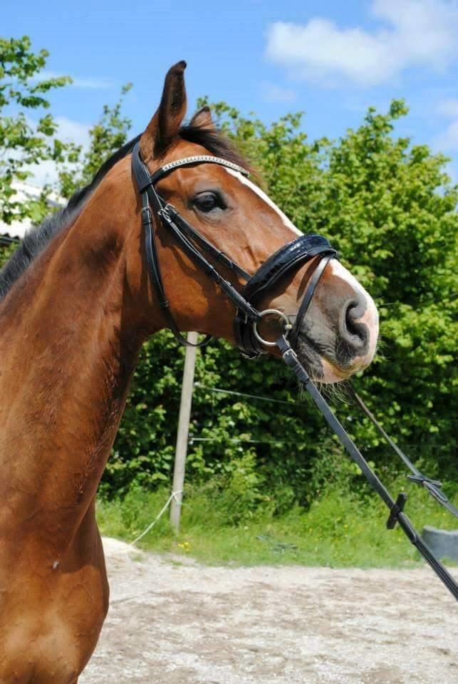Dansk Varmblod Glavendruplunds compaja - Compajas smukke hoved <3 billede 4