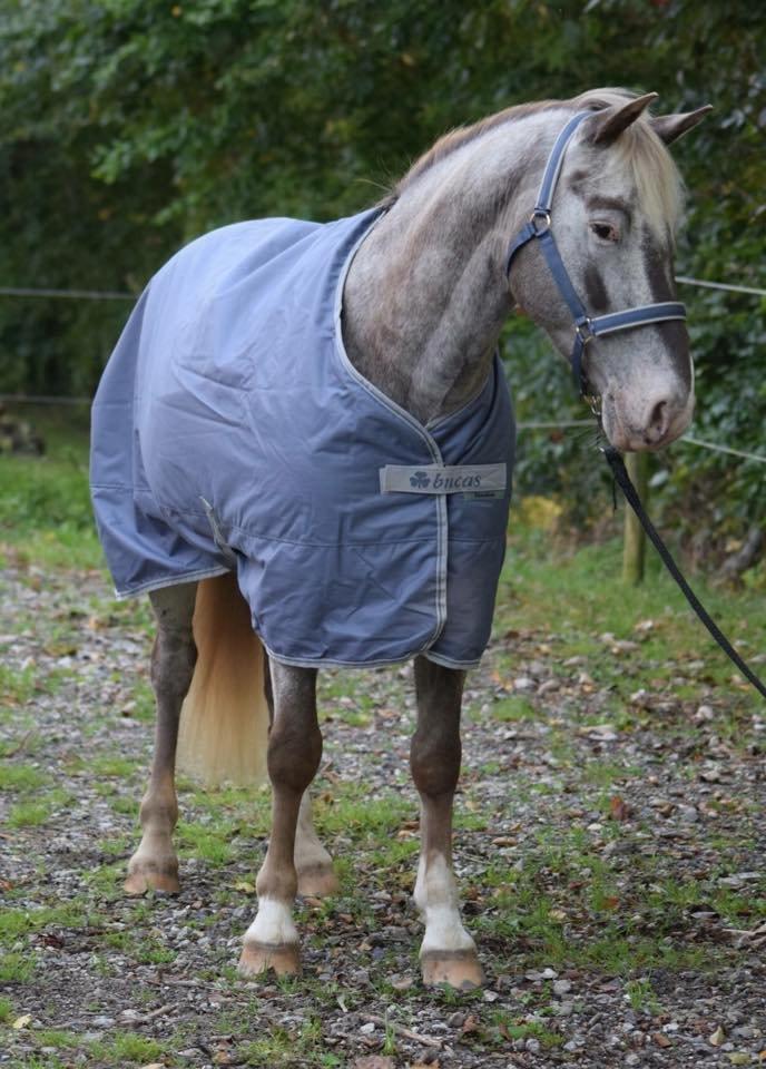 Anden særlig race Victor Gammelby billede 6
