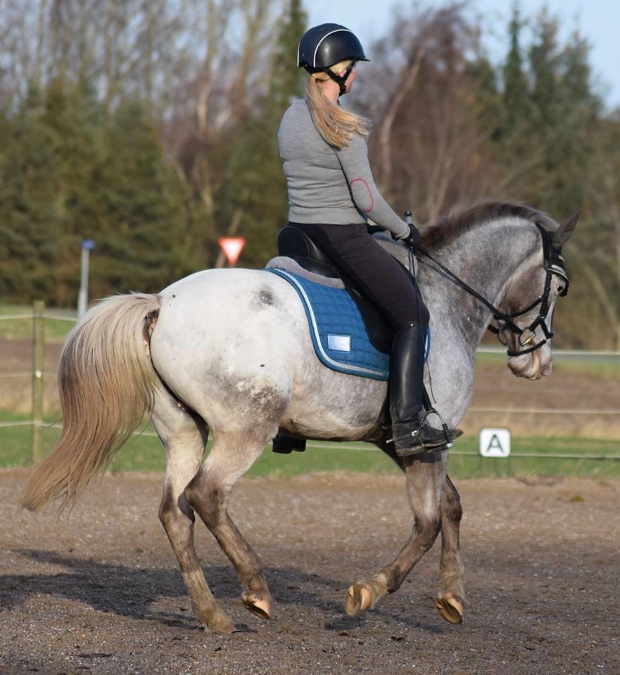 Anden særlig race Victor Gammelby - Kontragalop hjemme på banen billede 2