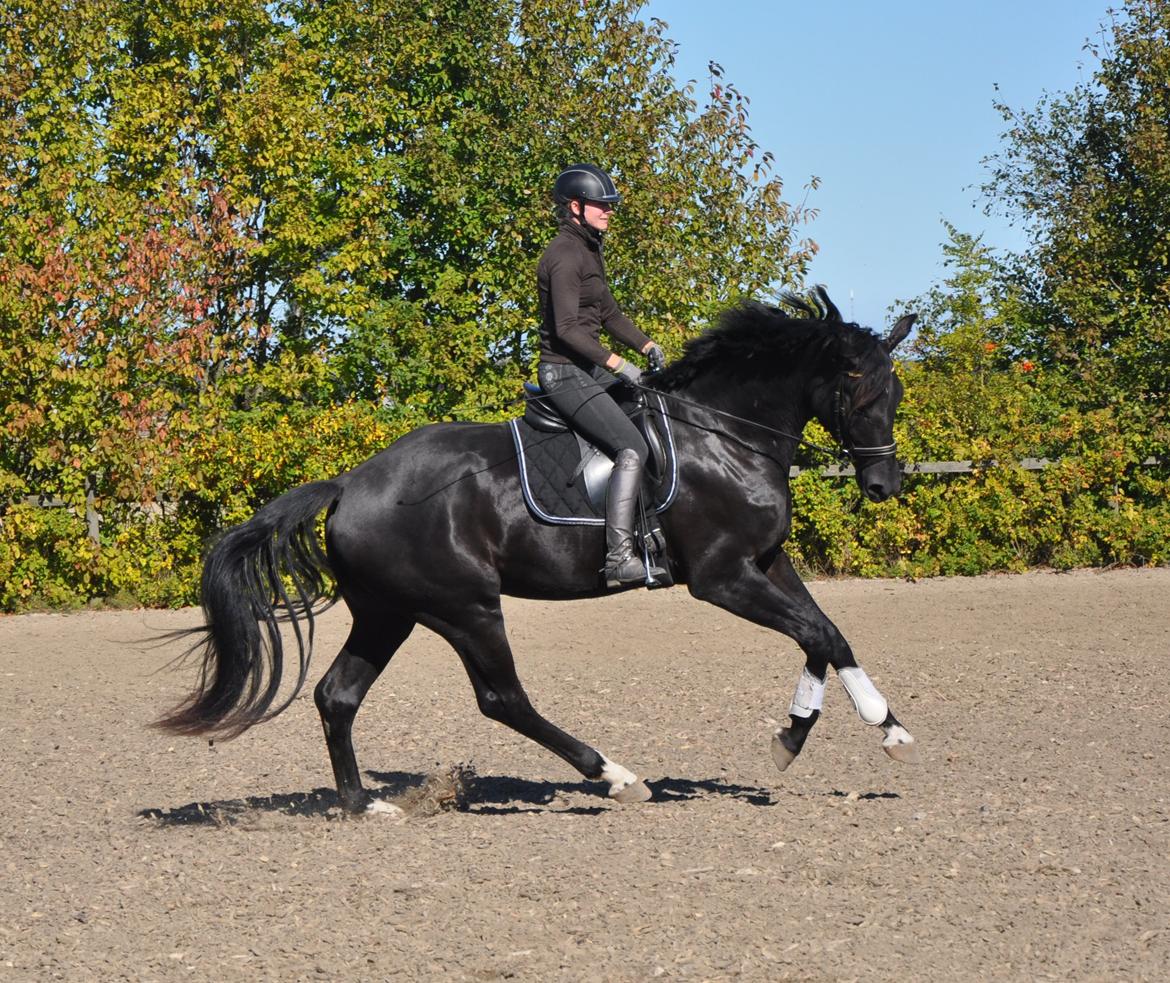 Dansk Varmblod Deus Ex billede 5