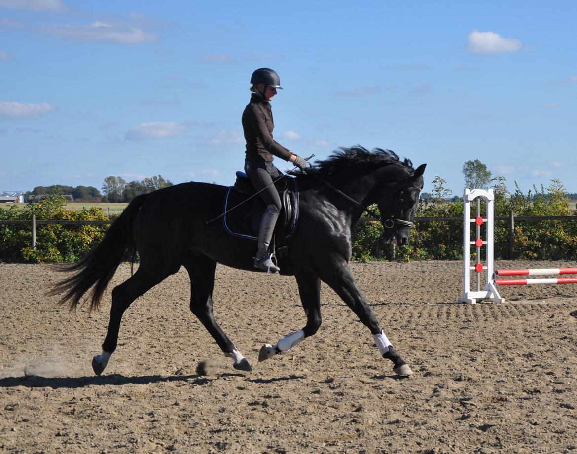 Dansk Varmblod Deus Ex billede 3