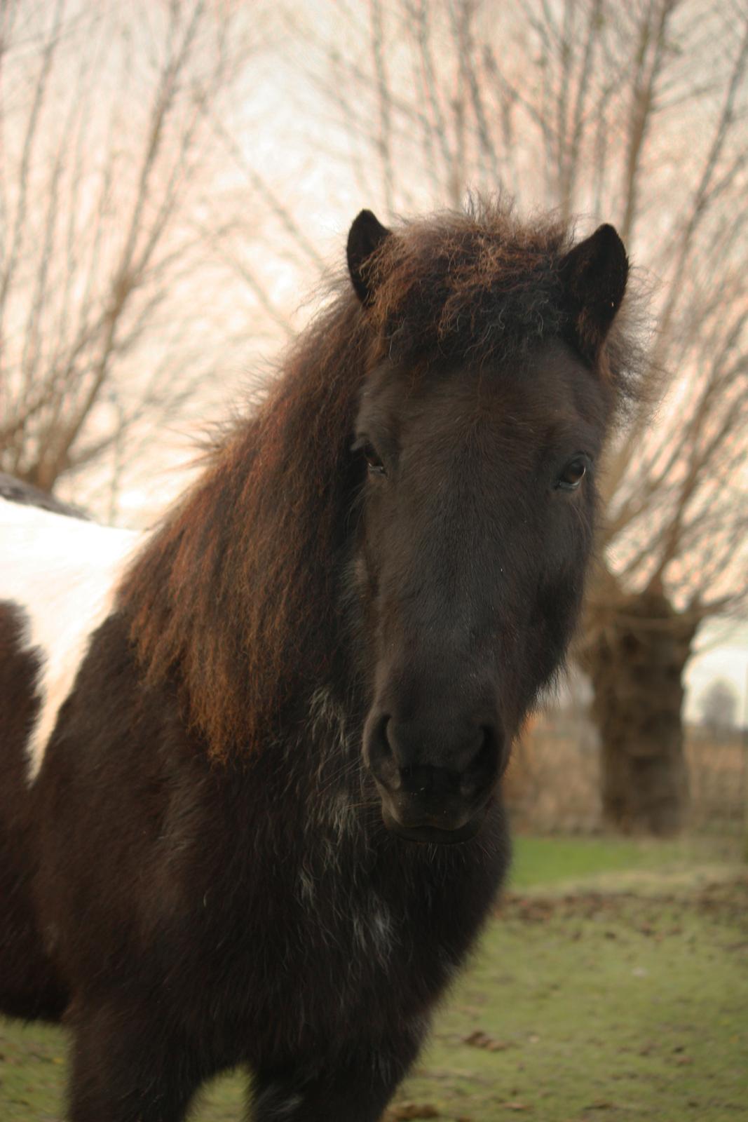 Islænder Depla fra Isstod billede 3