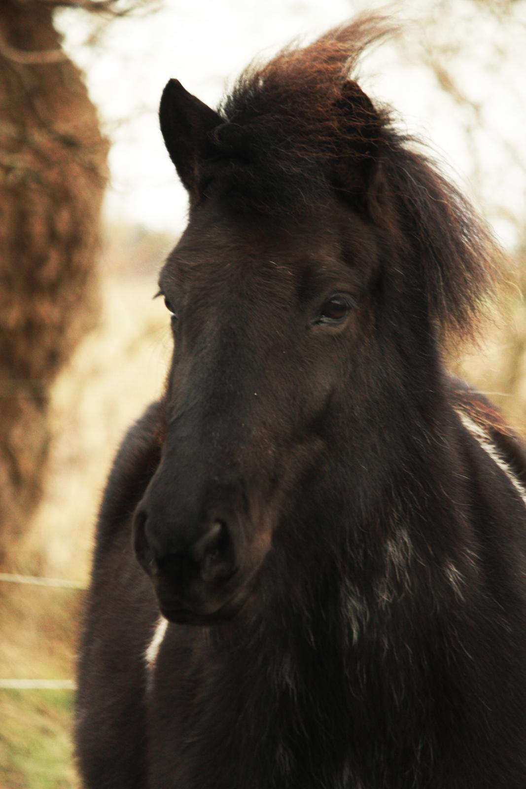 Islænder Depla fra Isstod billede 18
