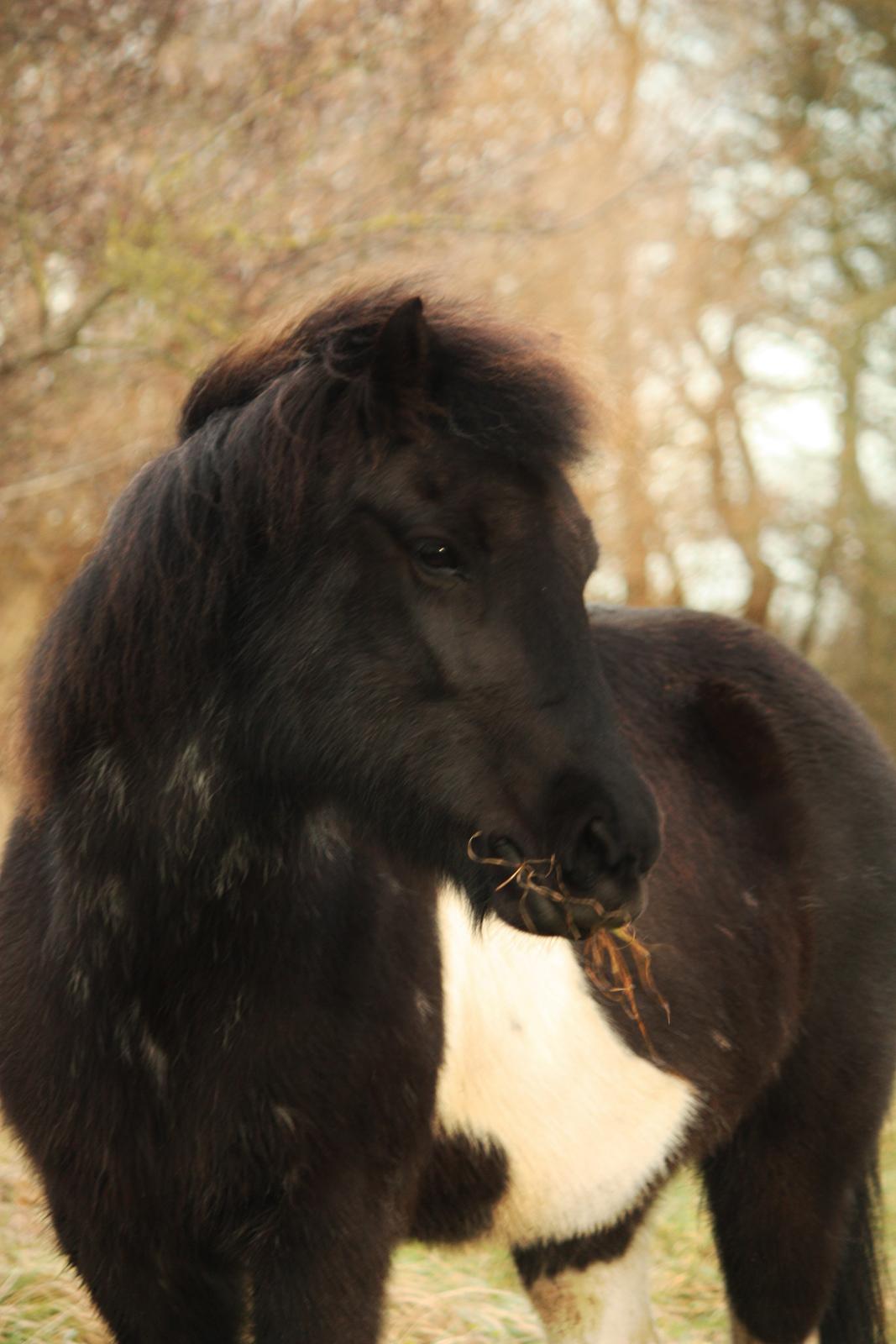 Islænder Depla fra Isstod billede 12