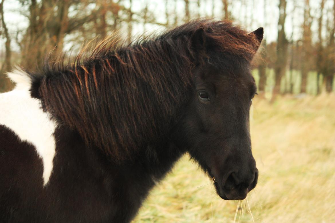 Islænder Depla fra Isstod billede 20