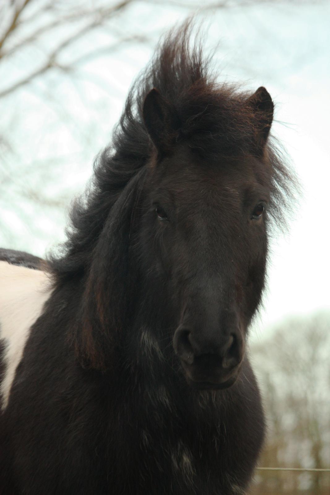 Islænder Depla fra Isstod billede 15