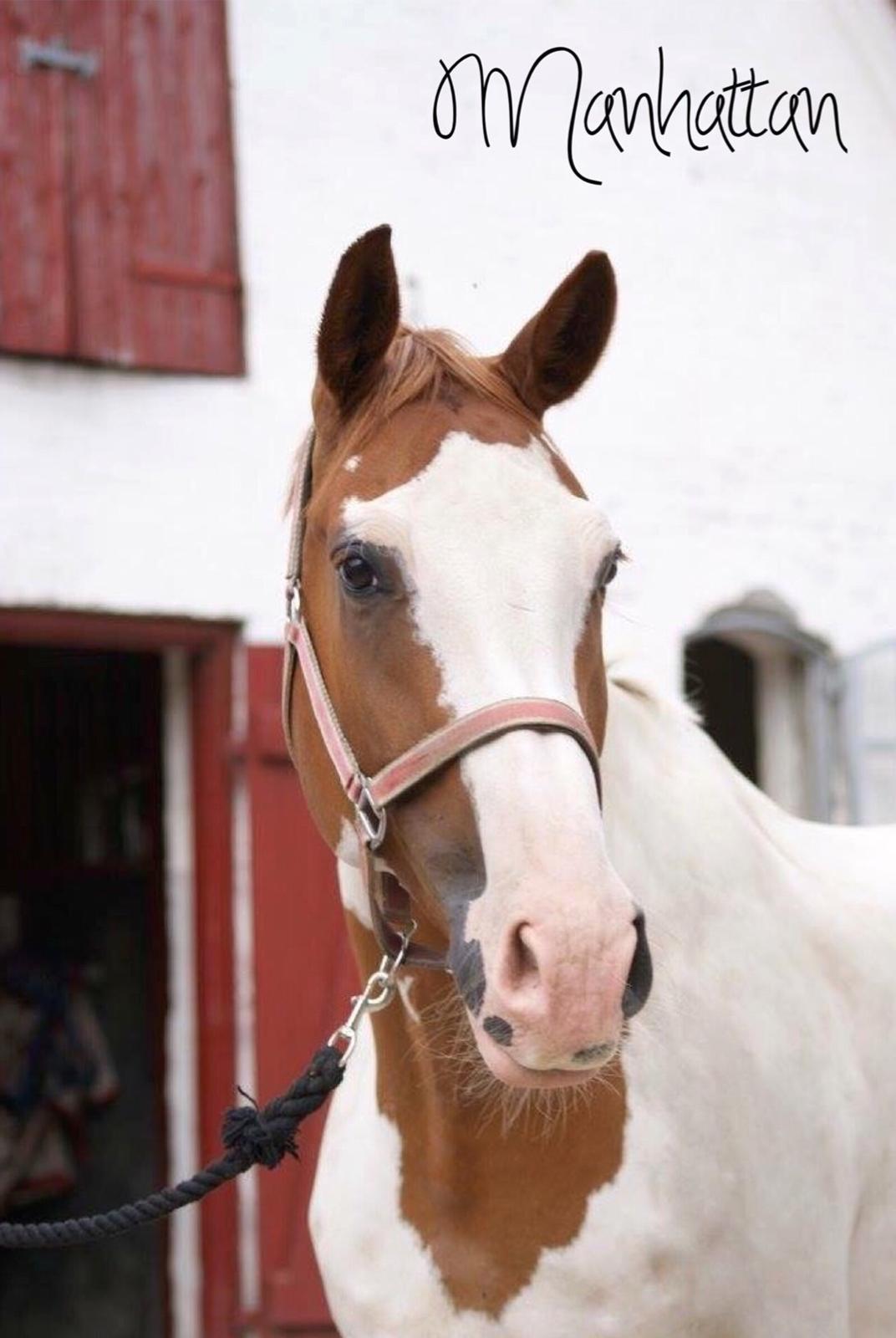 Pinto Svalegårdens Manhattan billede 13