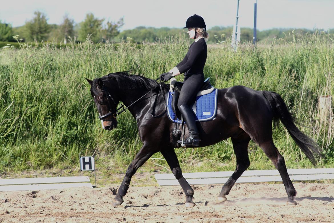 Anden særlig race SANTANA - 2015 billede 2