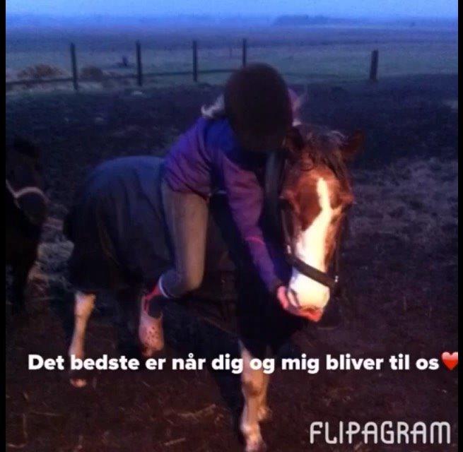 Pinto Blade  (låne pony) billede 11