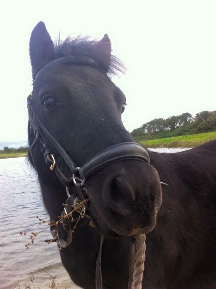 Shetlænder Blackie <3 billede 17