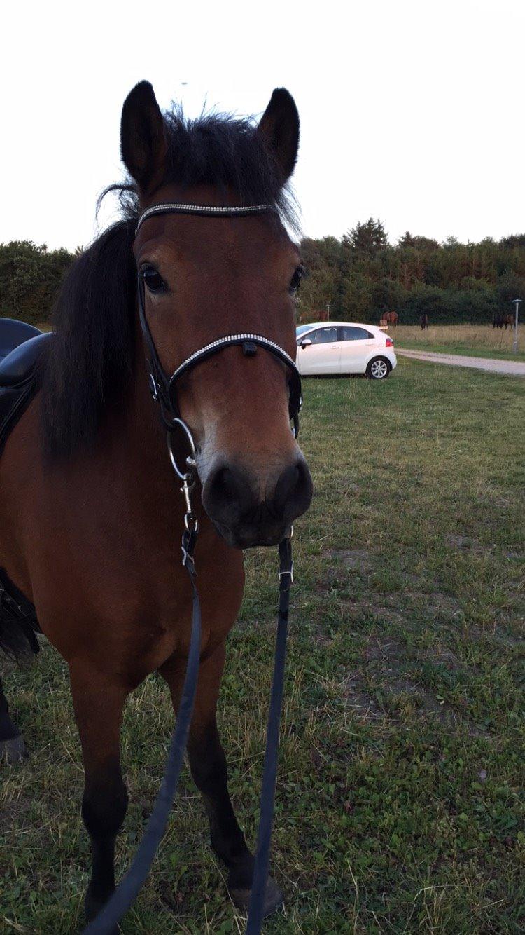 Islænder Náttfari fra Ll. Hafmey billede 6