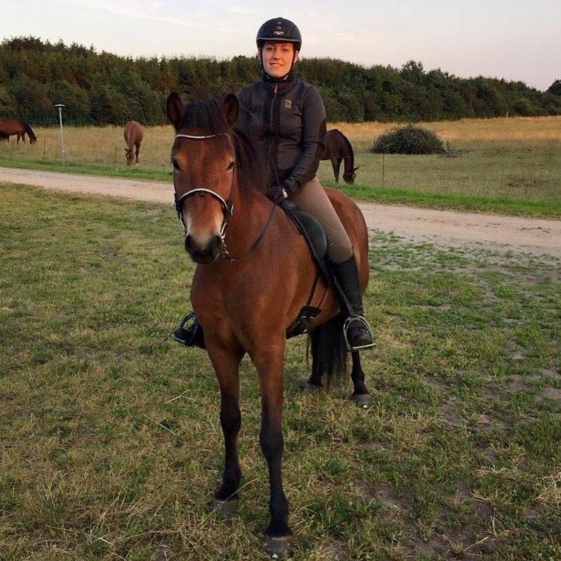 Islænder Náttfari fra Ll. Hafmey billede 1