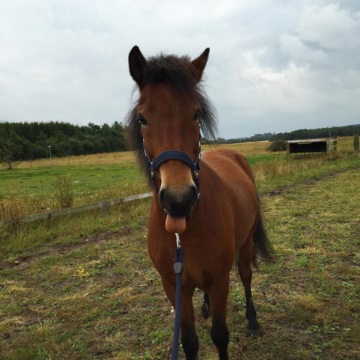 Islænder Náttfari fra Ll. Hafmey billede 7