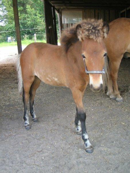 Islænder Náttfari fra Ll. Hafmey billede 13