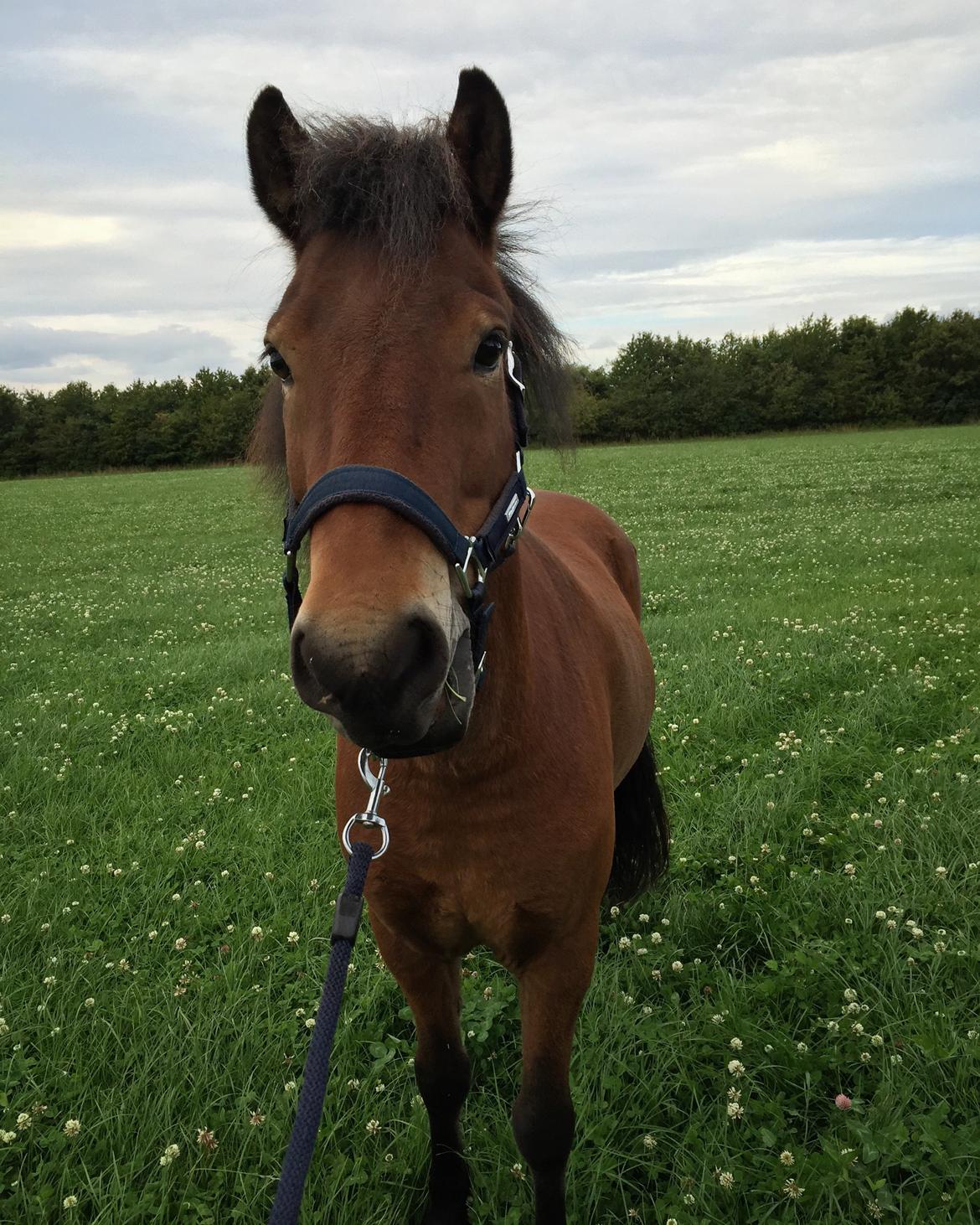 Islænder Náttfari fra Ll. Hafmey billede 8