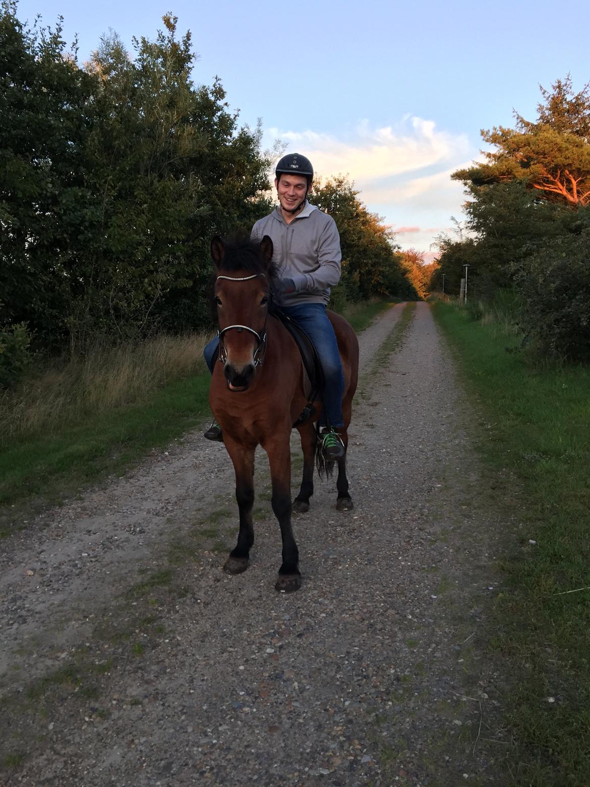 Islænder Náttfari fra Ll. Hafmey billede 9