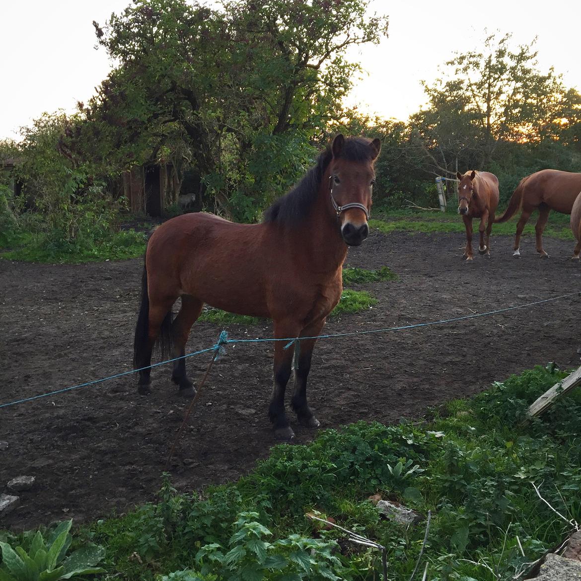 Islænder Náttfari fra Ll. Hafmey billede 10