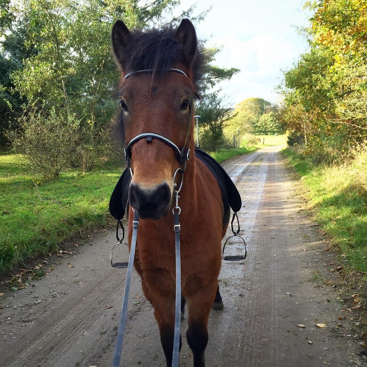 Islænder Náttfari fra Ll. Hafmey billede 12